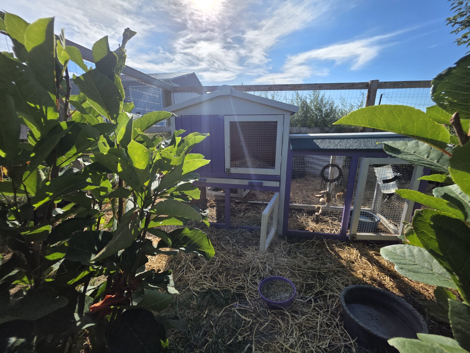 The original purple-and-white rabbit house surrounded by garden plants at Heart Hopper Giants